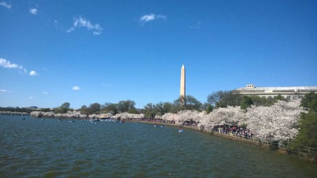 Cherry Blossom Festival DC 2015