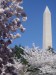 Washington Monument v zaplave kvetu